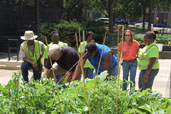City of Milwaukee Urban Garden with Growing Power