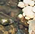 Little Menomonee River