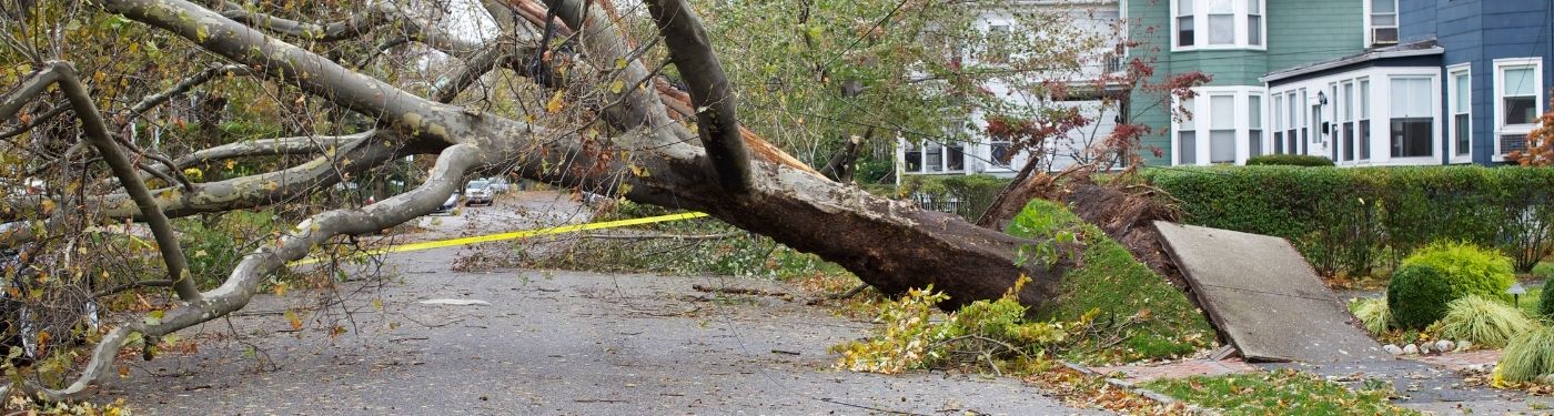 Fallen tree