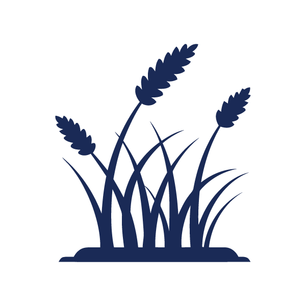 Ornamental Grass
