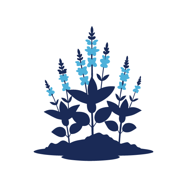 Perennial