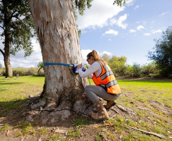 Person working with a tree