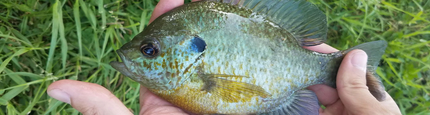 Blue Gill 