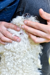 Pet owner searching for ticks on a dog