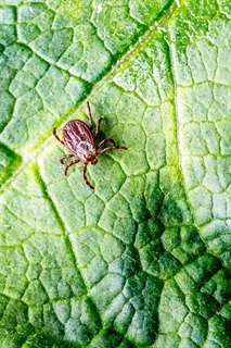Tick on leaf