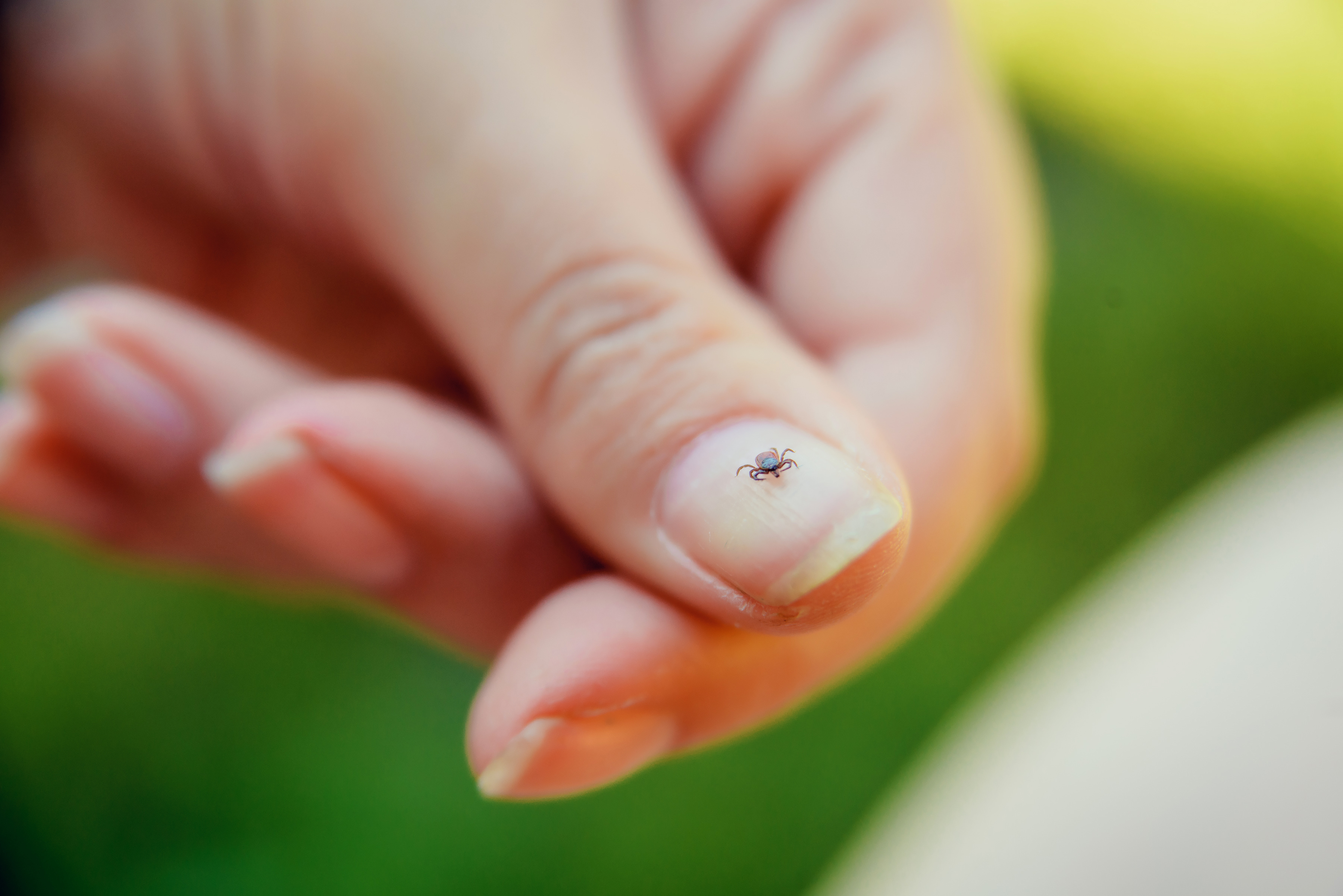 Woman holding tick on thumbnail