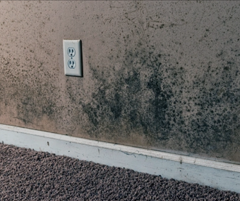 photo of an interior house wall covered with mold